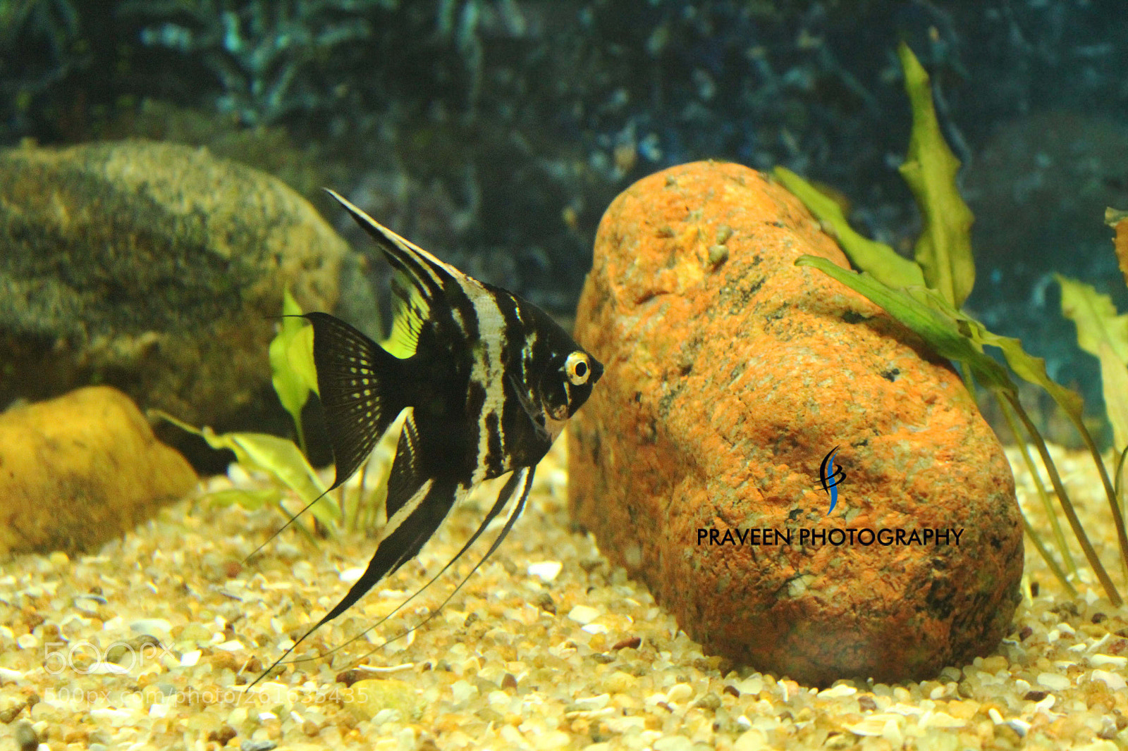Canon EOS 1200D (EOS Rebel T5 / EOS Kiss X70 / EOS Hi) sample photo. Black cat fish photography