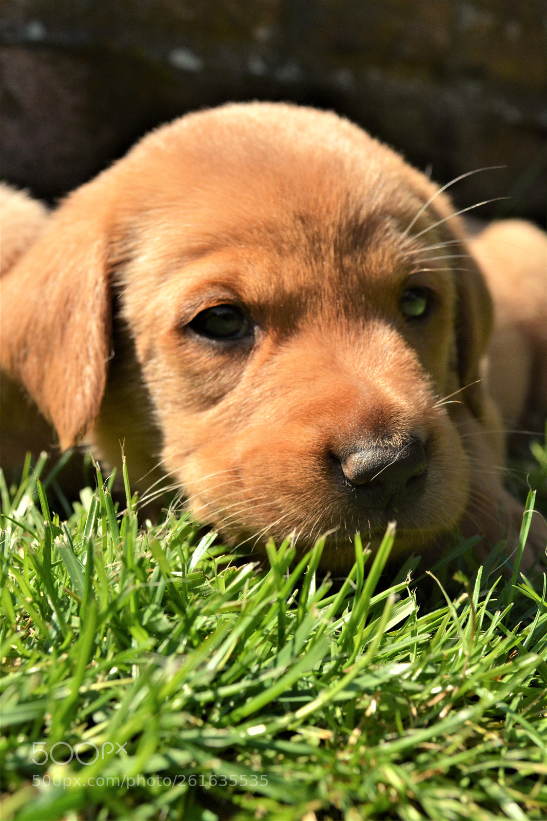 Nikon D5200 sample photo. Pup photography