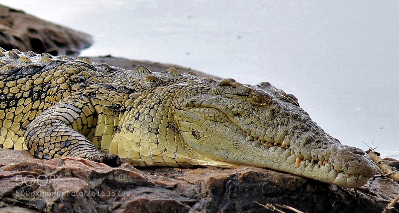 Canon EOS 1100D (EOS Rebel T3 / EOS Kiss X50) sample photo. Crocodile basking on the photography