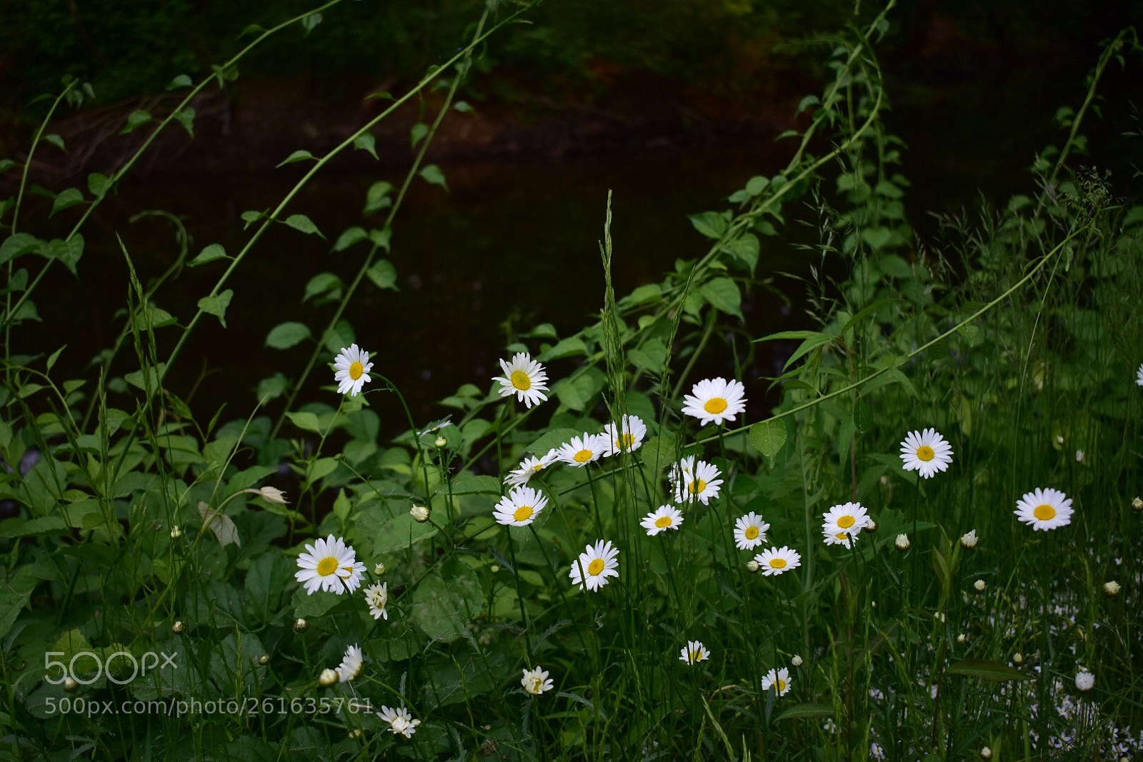 Nikon D3400 sample photo. Untitled photography