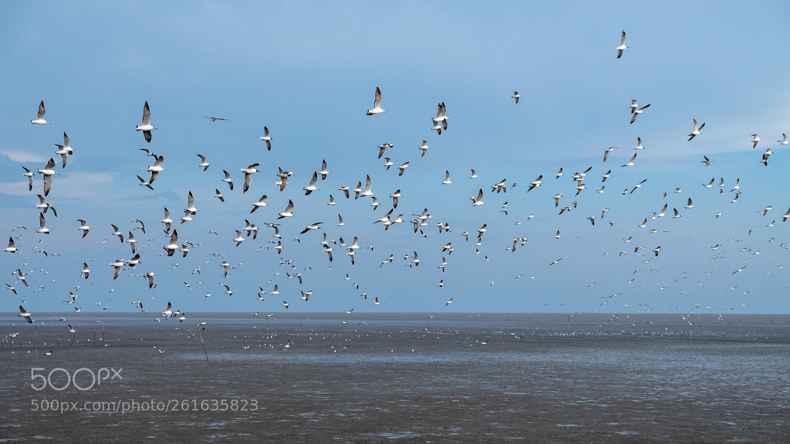 Fujifilm X-T20 sample photo. The group of seagulls photography
