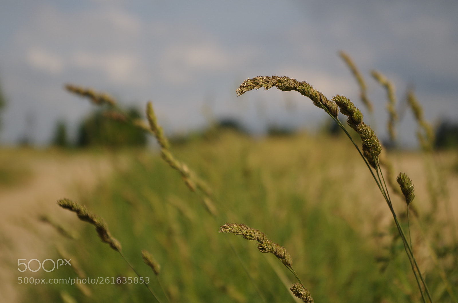 Pentax K-50 sample photo. Summertime photography