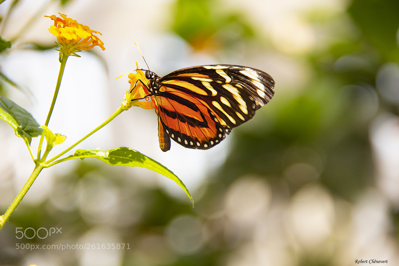 Canon EOS 60D sample photo. Butterfly photography