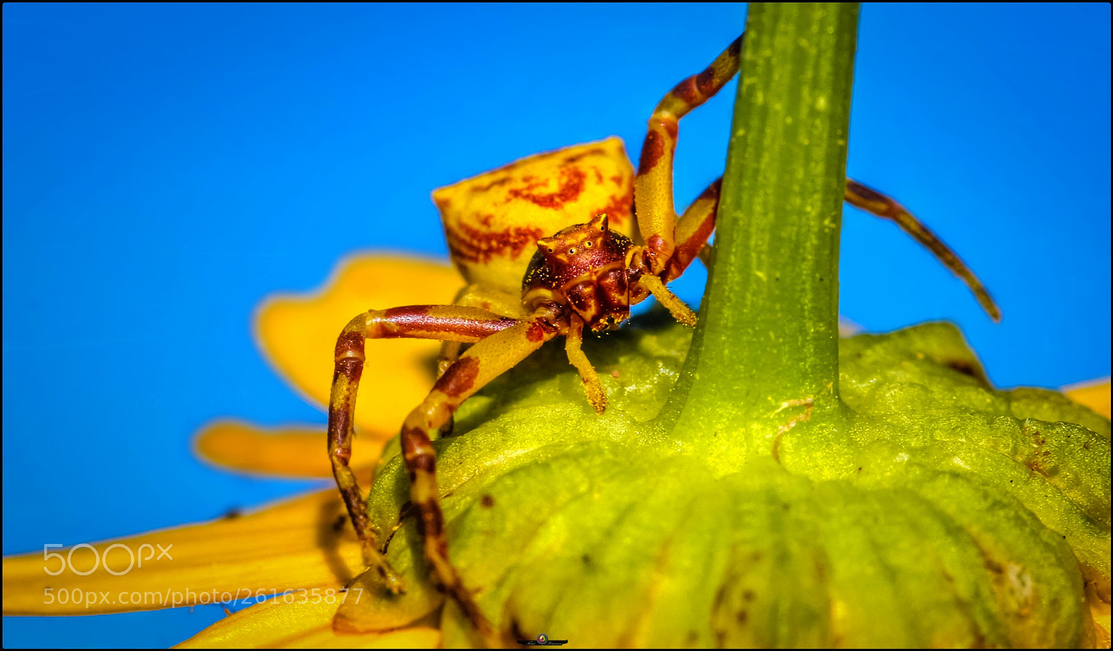 Canon EOS 40D sample photo. Yellow crab spider photography