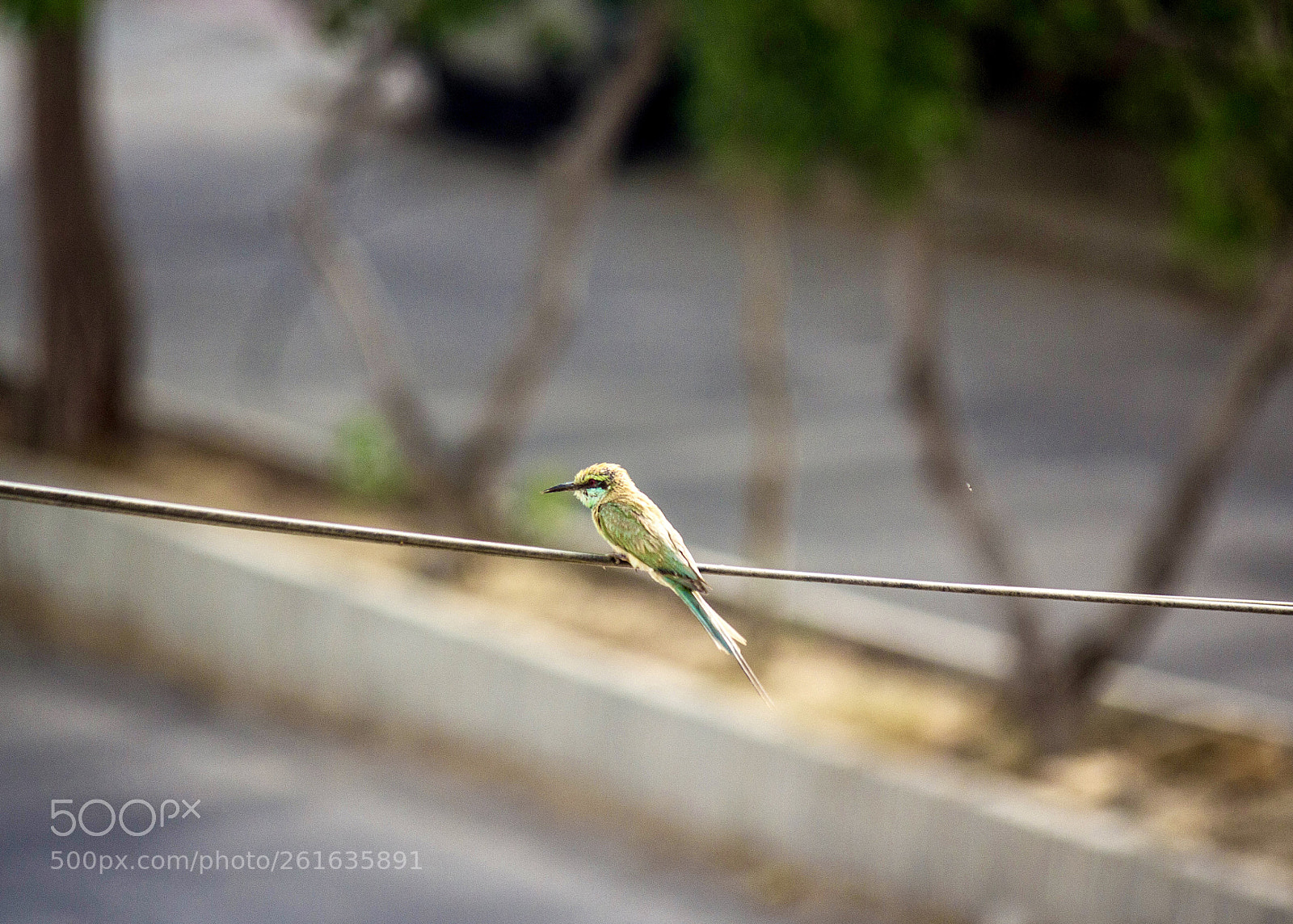 Canon EOS 60D sample photo. Lonesome photography