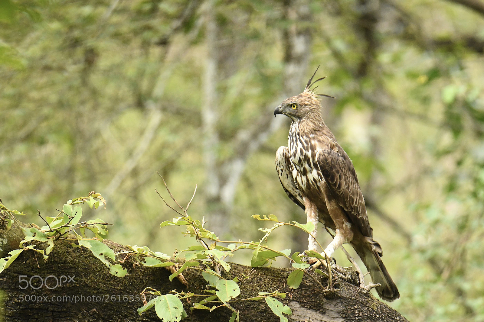 Nikon D850 sample photo. Majestic pose... photography