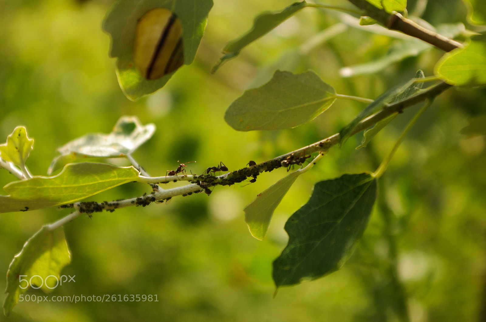 Pentax K-50 sample photo. A lot of work photography