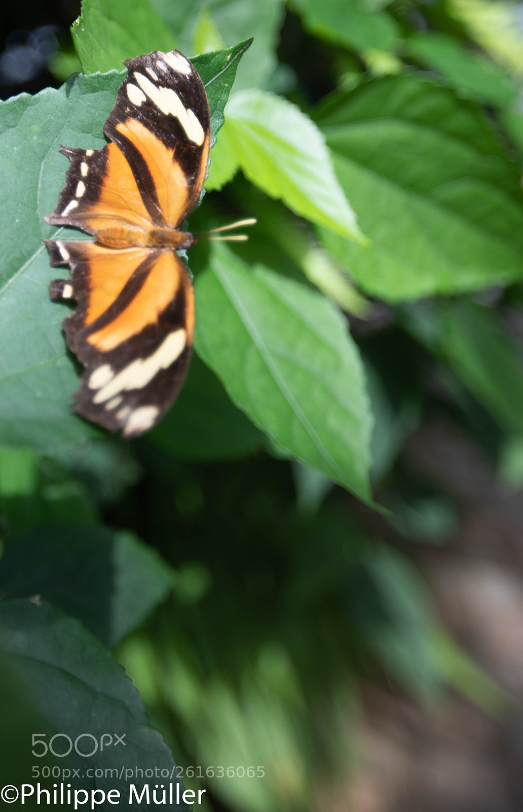 Canon EOS 5D Mark IV sample photo. Butterfly photography