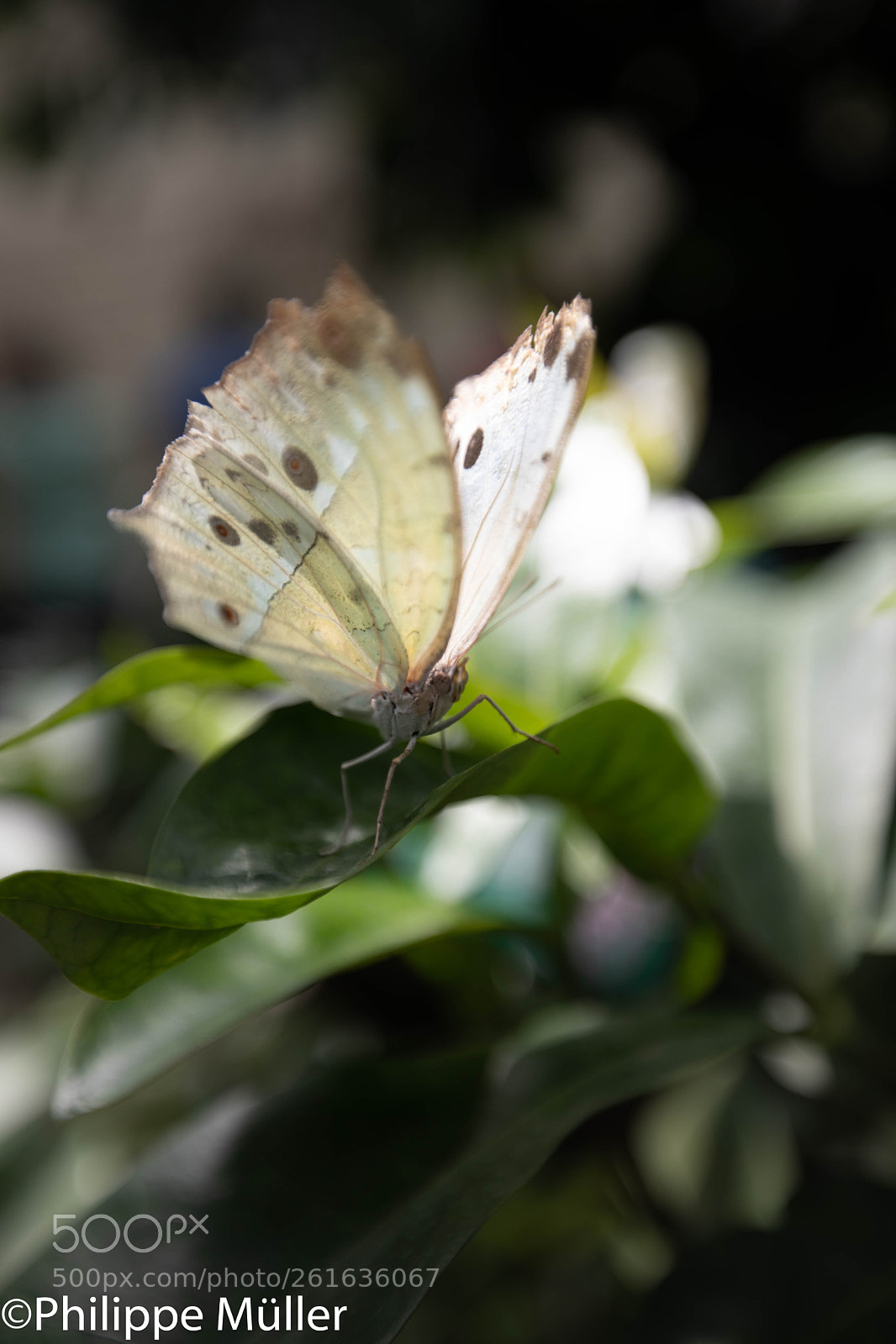Canon EOS 5D Mark IV sample photo. Butterfly photography
