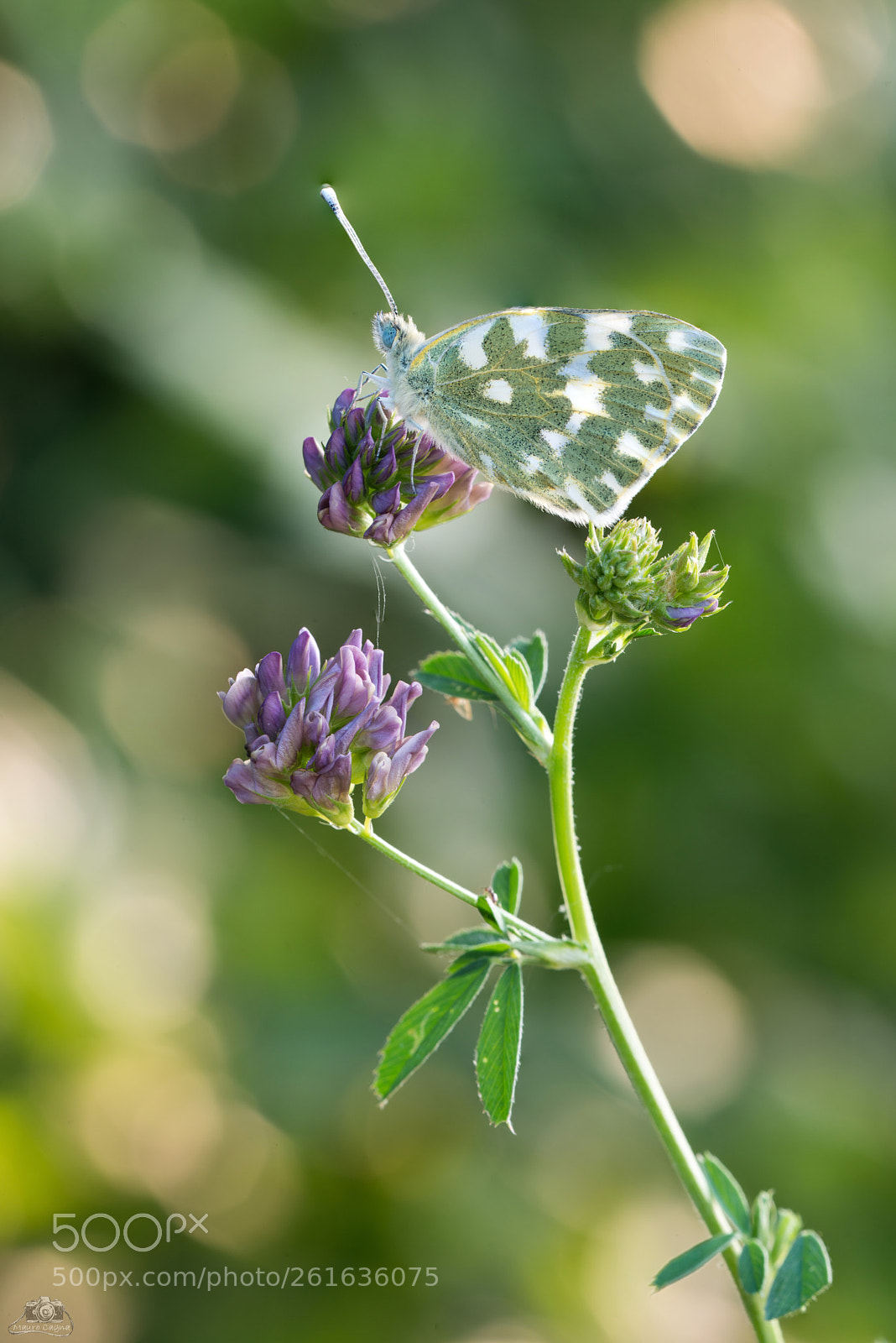Nikon D800 sample photo. Pontia edusa photography
