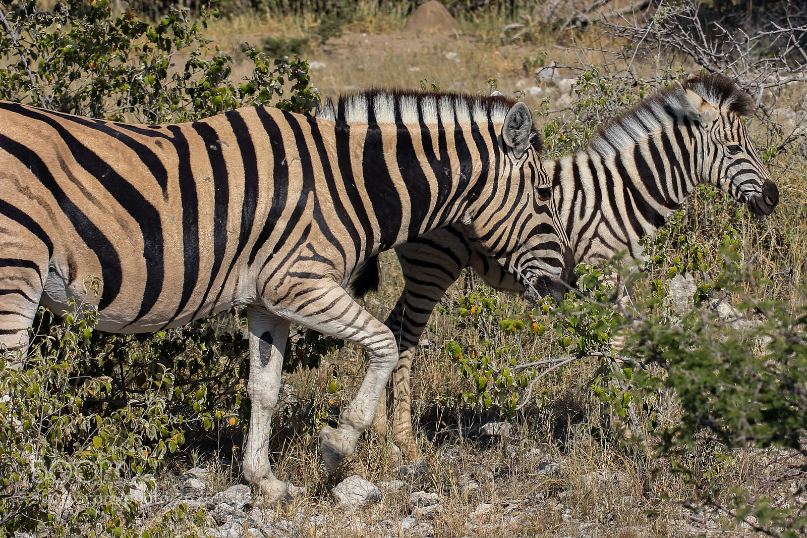 Canon EOS 60D sample photo. Zebra photography