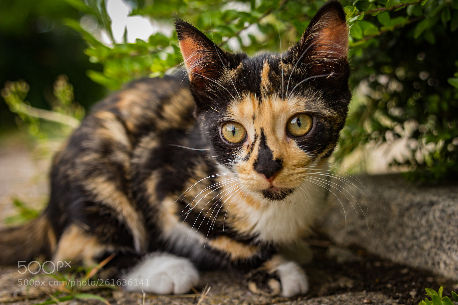 Canon EOS 60D sample photo. Happy fanny photography