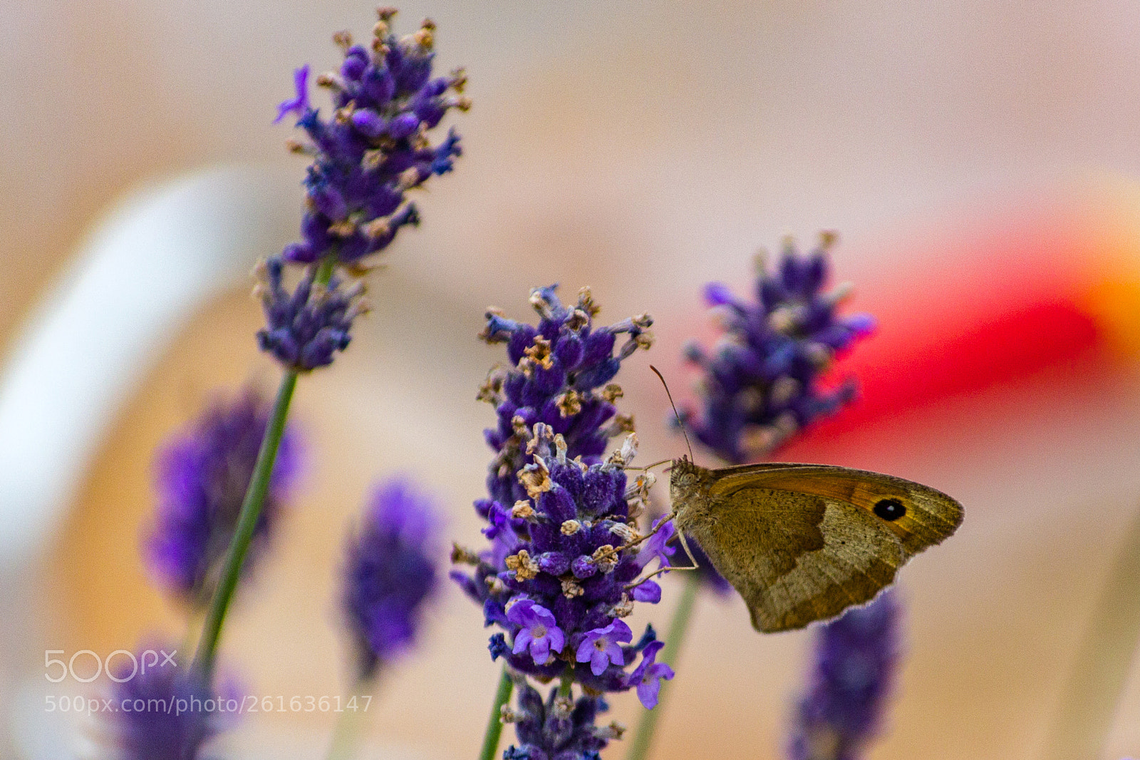 Canon EOS 60D sample photo. Grosses ochsenauge auf lavendel photography