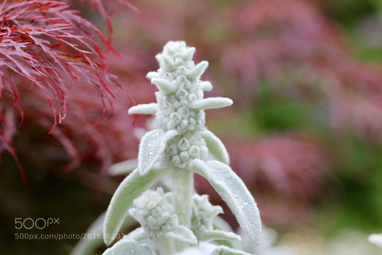 Canon EOS 600D (Rebel EOS T3i / EOS Kiss X5) sample photo. Silver carpet photography