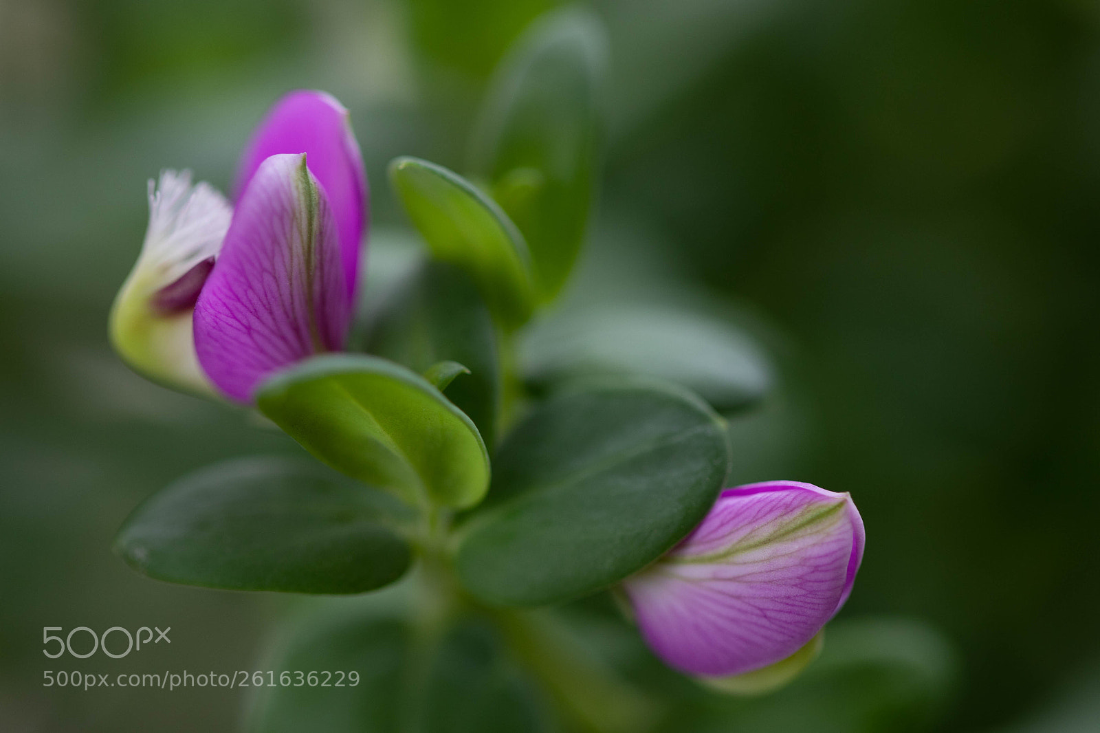 Canon EOS 5D Mark IV sample photo. Sweet pea study b photography