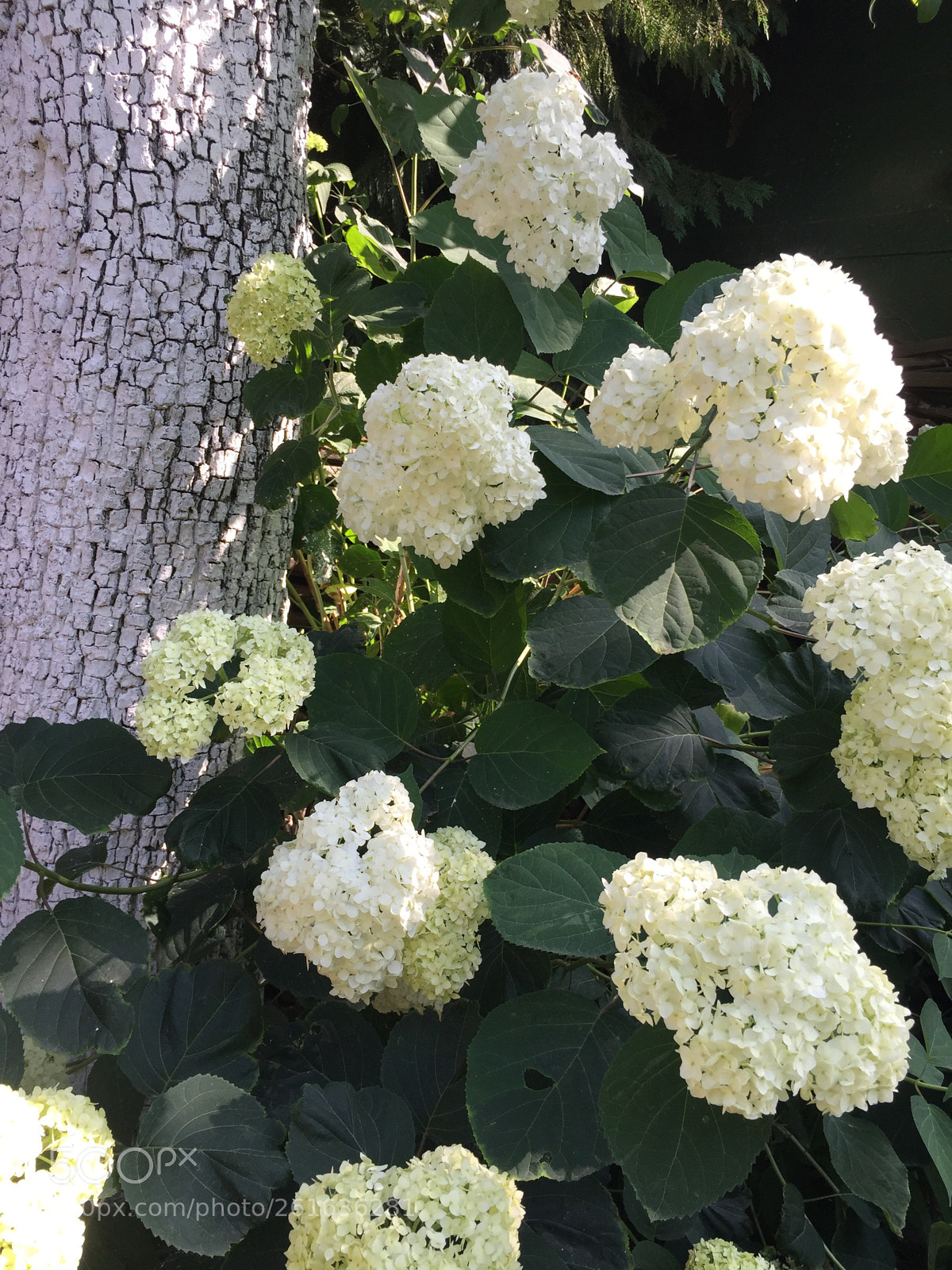 Apple iPhone 6 sample photo. Untitled photography