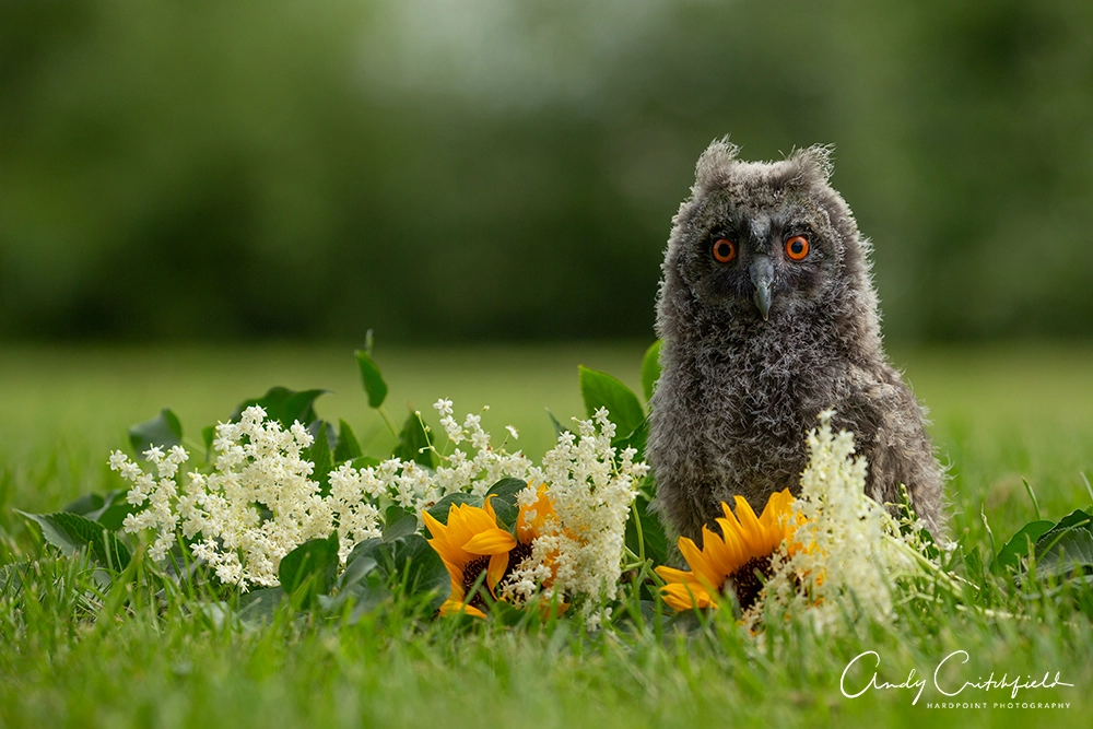 Canon EOS-1D X sample photo. Long eared owl (ball of fluff) photography