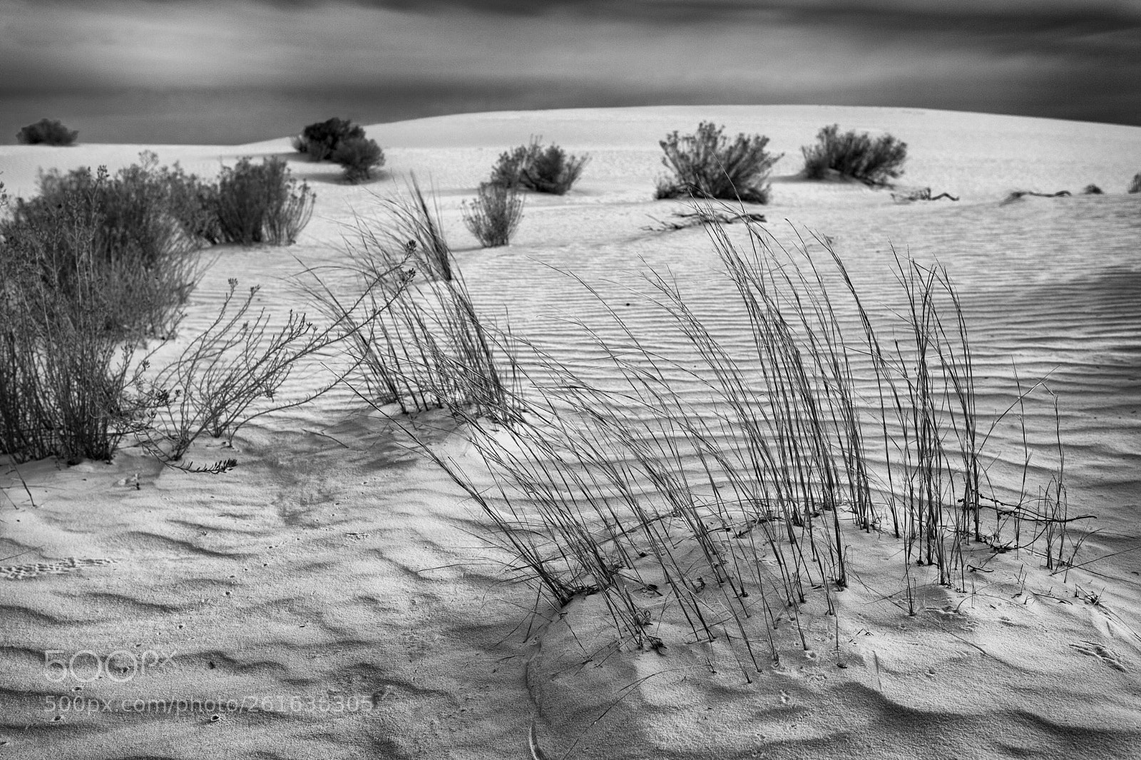 Canon EOS 5D Mark II sample photo. Dune grasses photography