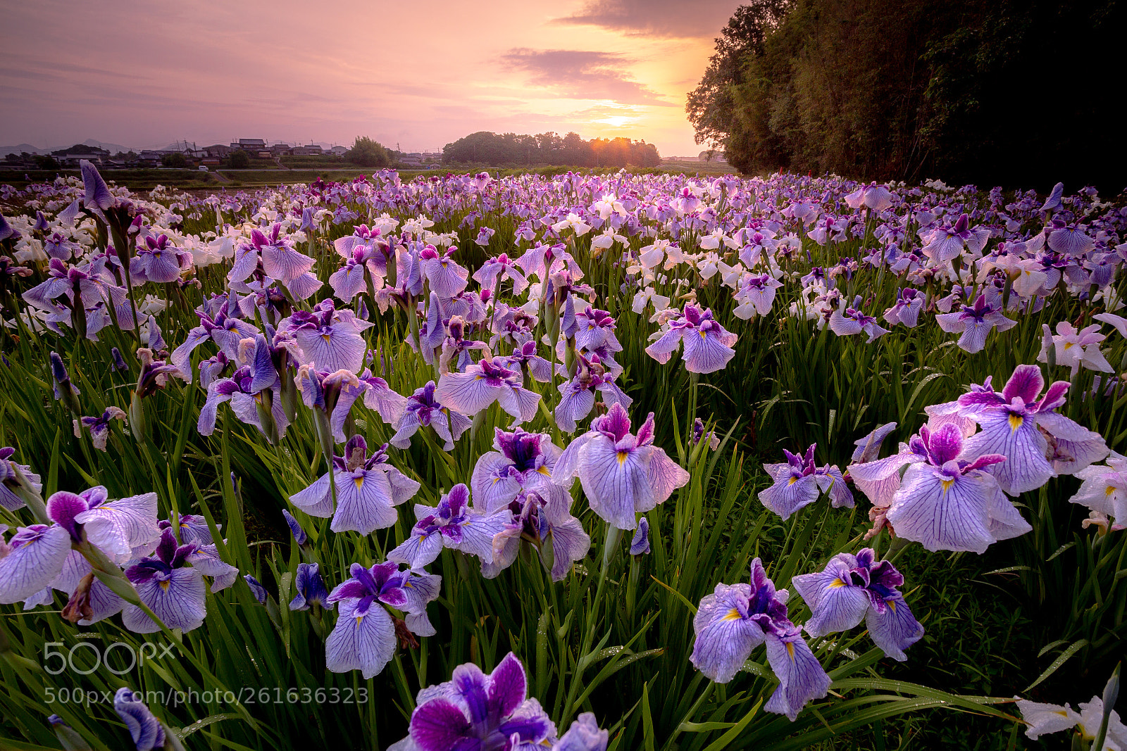 Canon EOS 6D sample photo. Iris in the morning photography