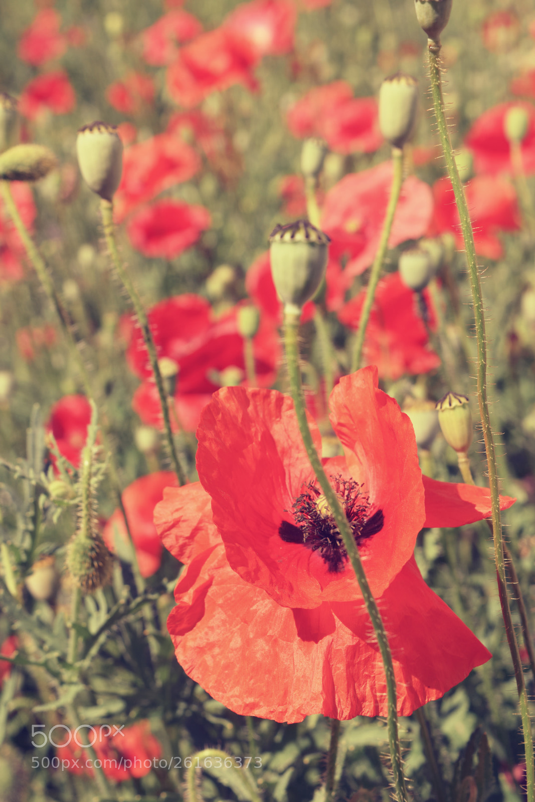 Nikon D3300 sample photo. Beautiful field of red photography