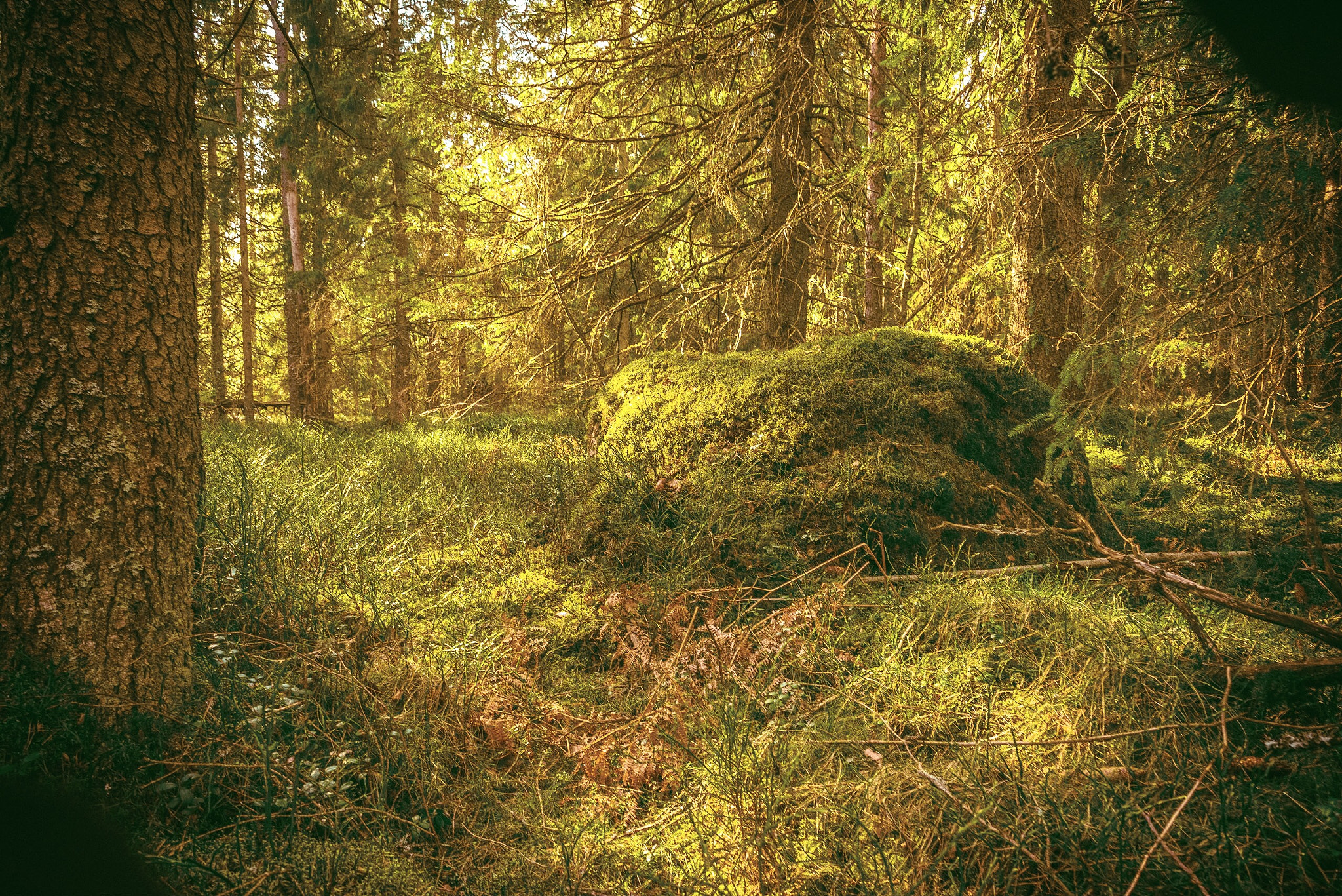 Sony a7R sample photo. Forest  photography