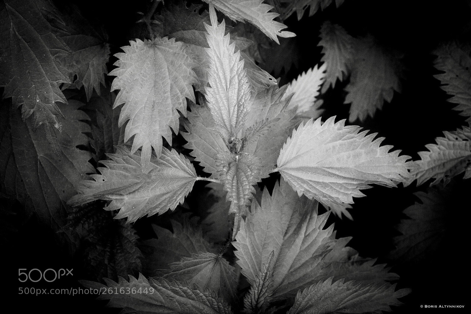 Nikon D610 sample photo. Nettle photography
