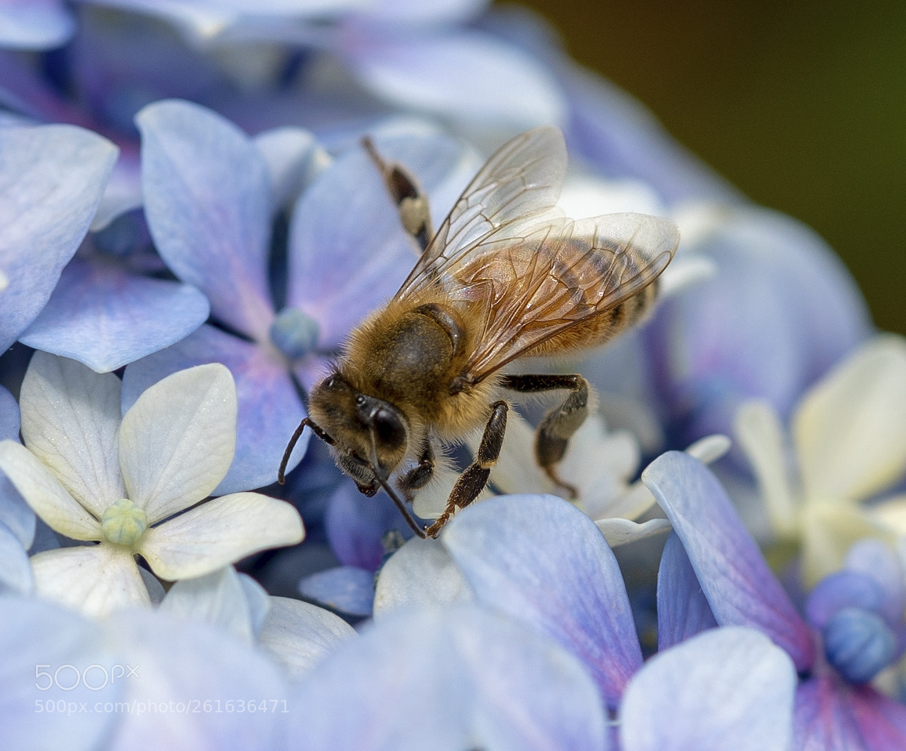 Sony a7 III sample photo. The bee photography