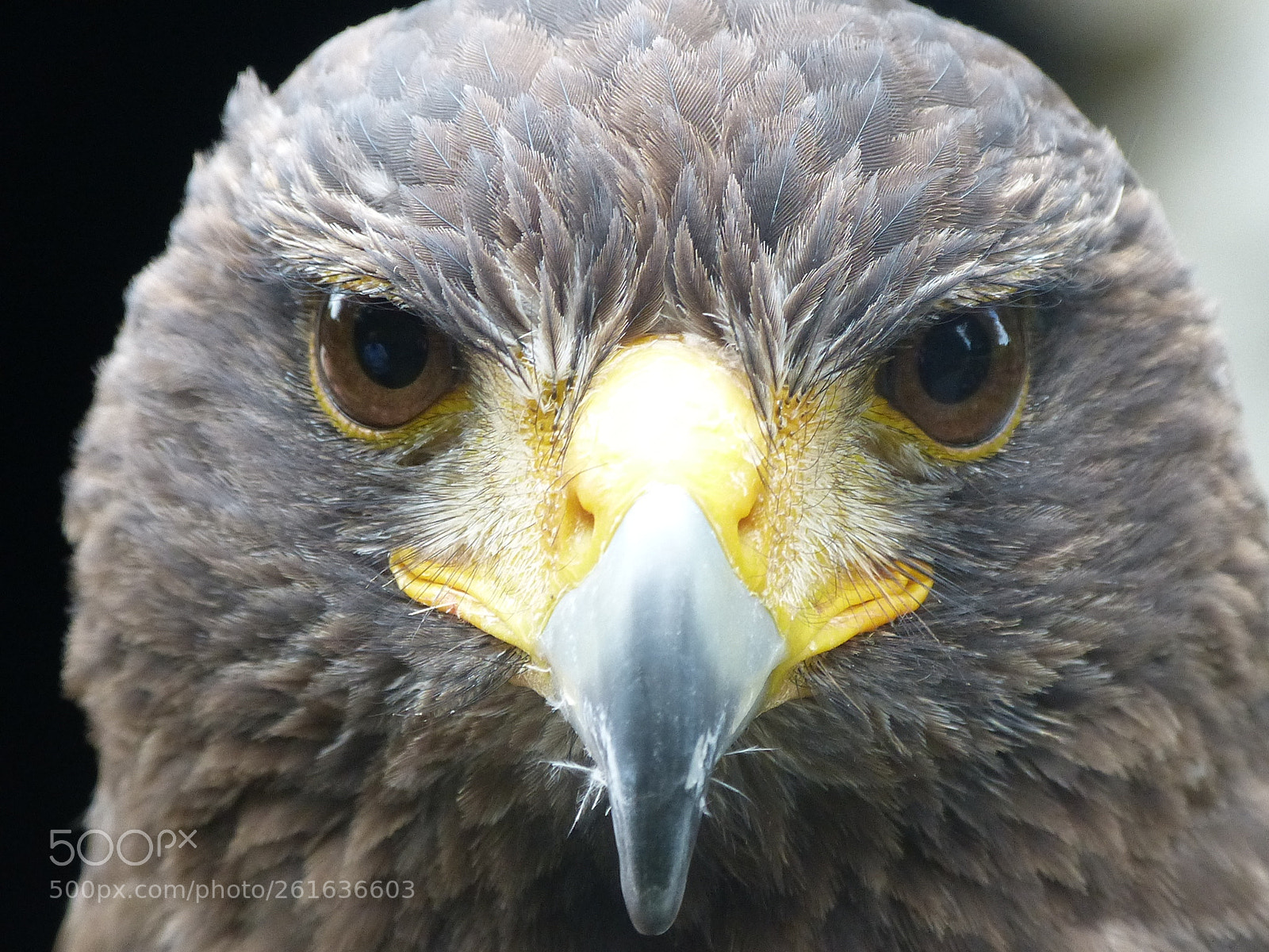 Panasonic Lumix DMC-FZ150 sample photo. Peregrine photography