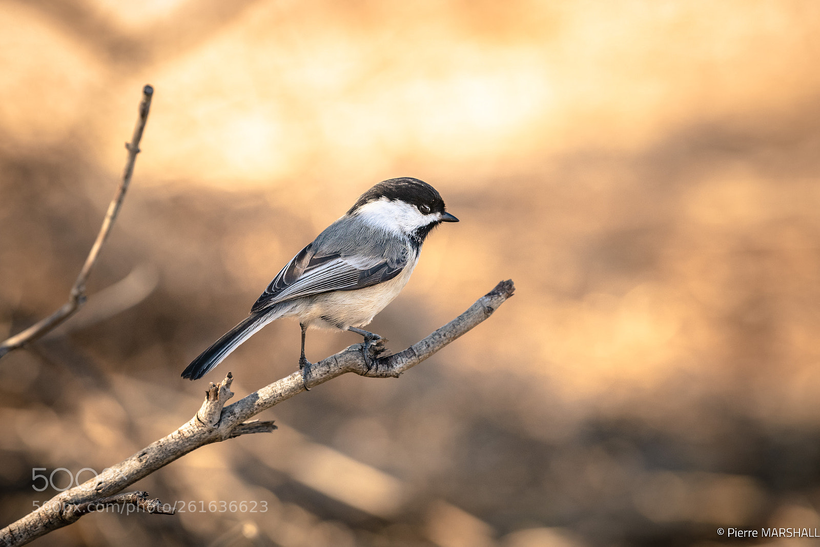 Nikon D850 sample photo. Standing on a branch photography