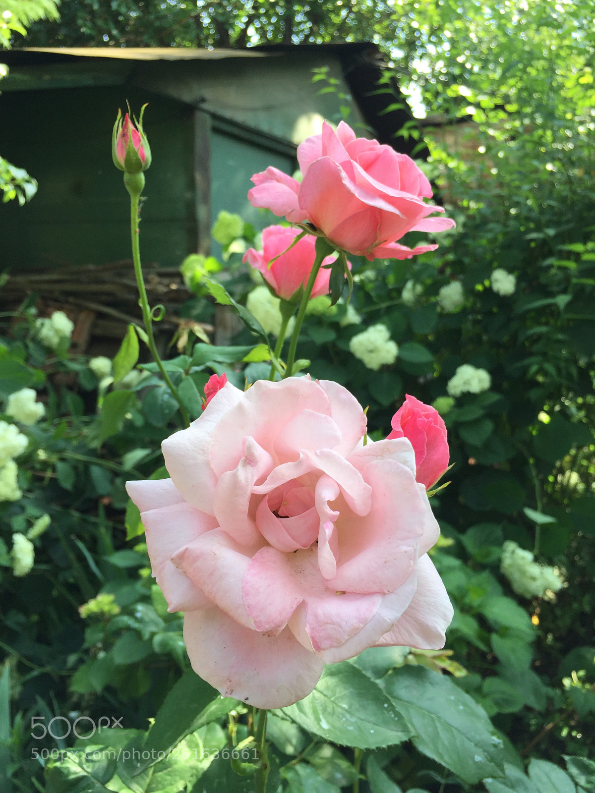 Apple iPhone 6 sample photo. Rose lover photography