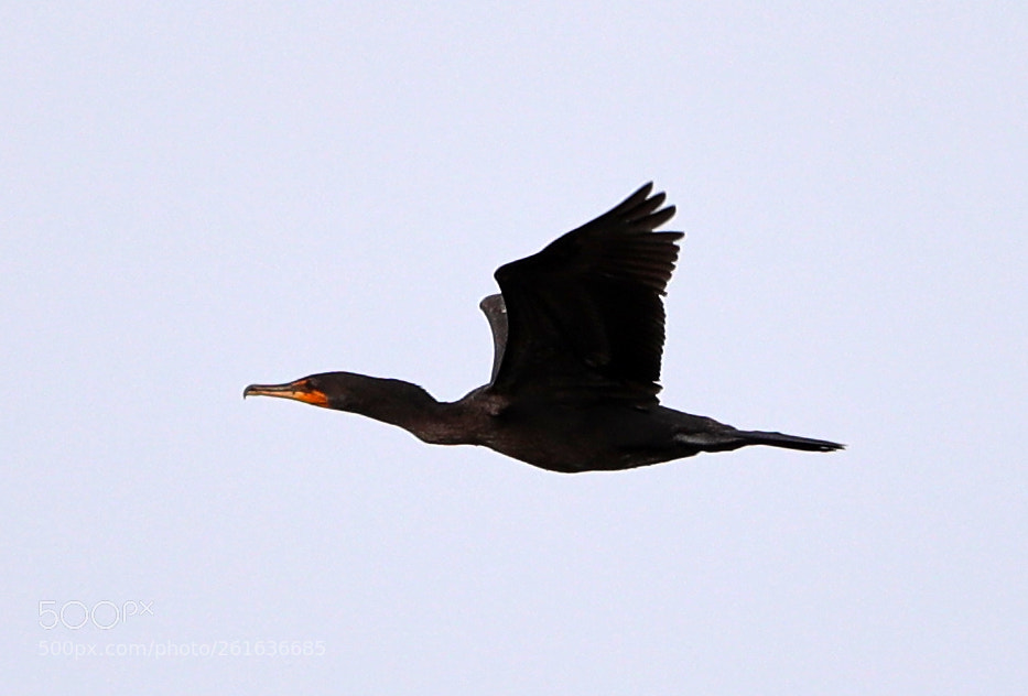 Canon EOS-1D X Mark II sample photo. 06-10-18-0022082.jpg photography