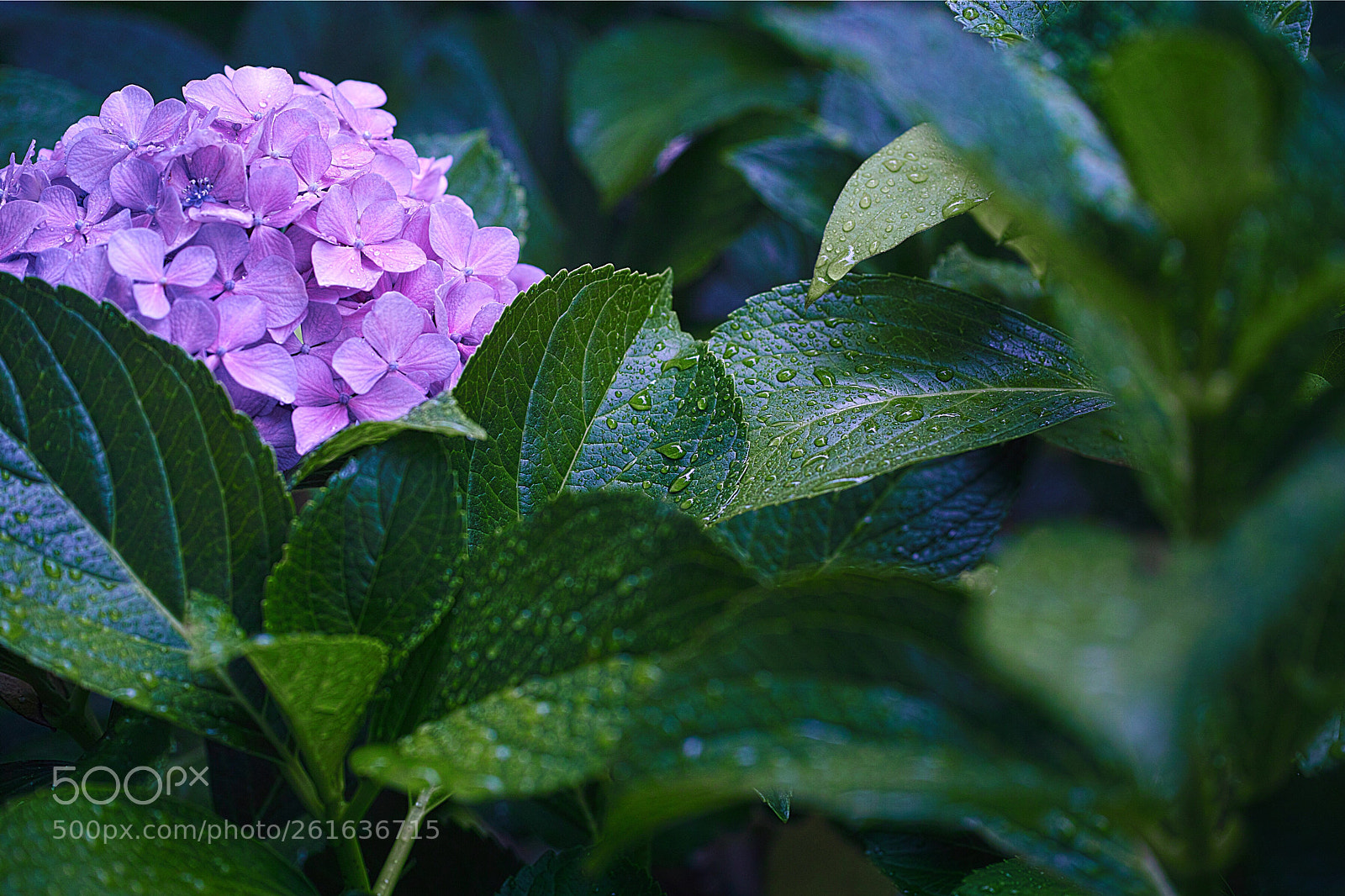 Sigma DP3 Merrill sample photo. Hydrangea  photography