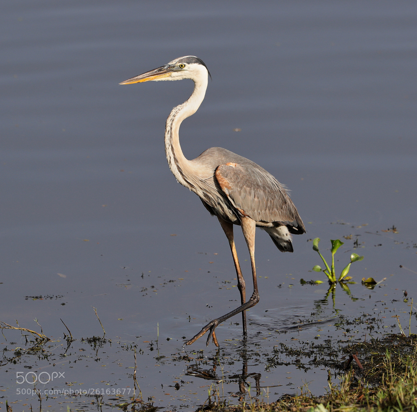 Canon EOS-1D X Mark II sample photo. 06-10-18-0022104.jpg photography