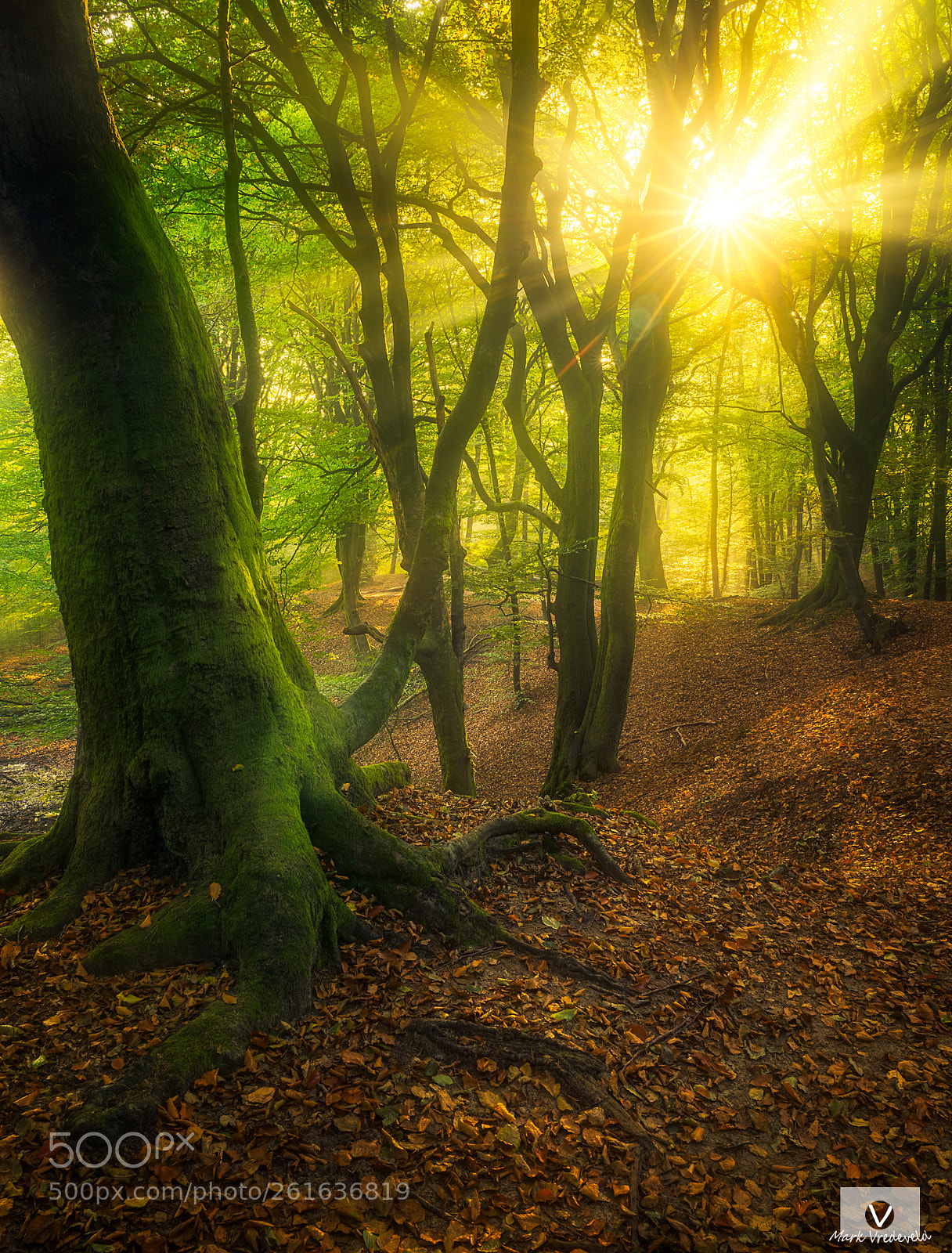 Sony a7 sample photo. Catching the light photography