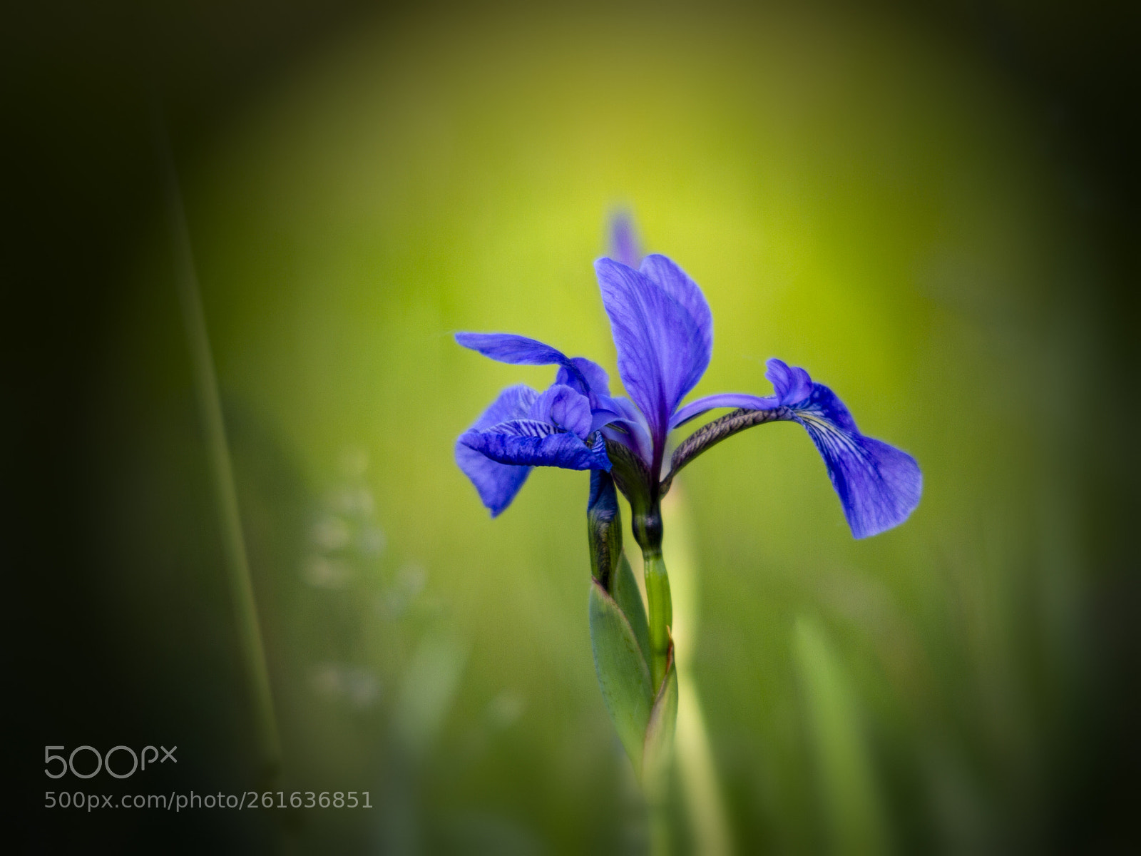 Canon EOS 7D sample photo. Iris versicolor photography