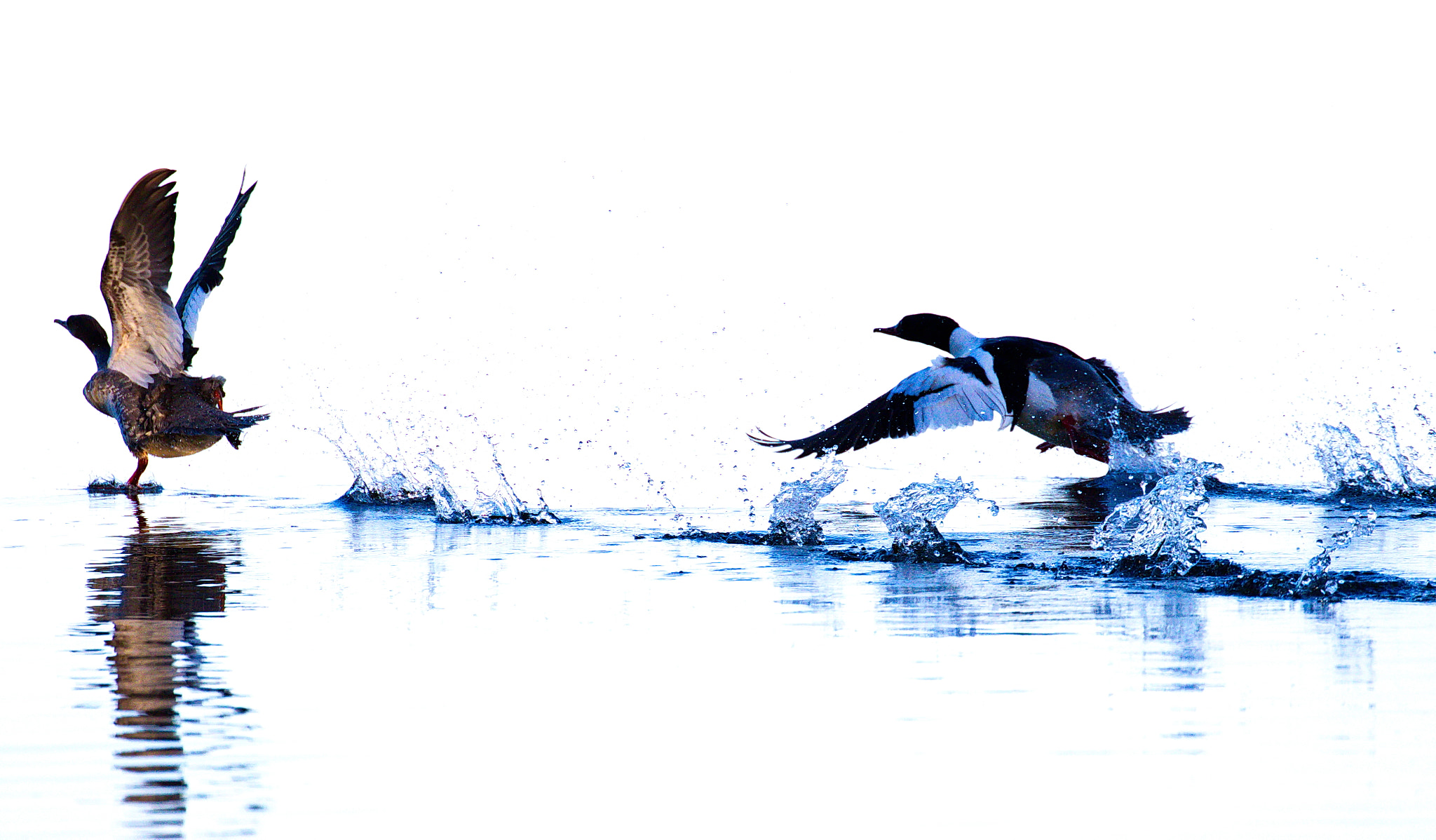 Canon EOS 7D Mark II sample photo. The chase photography