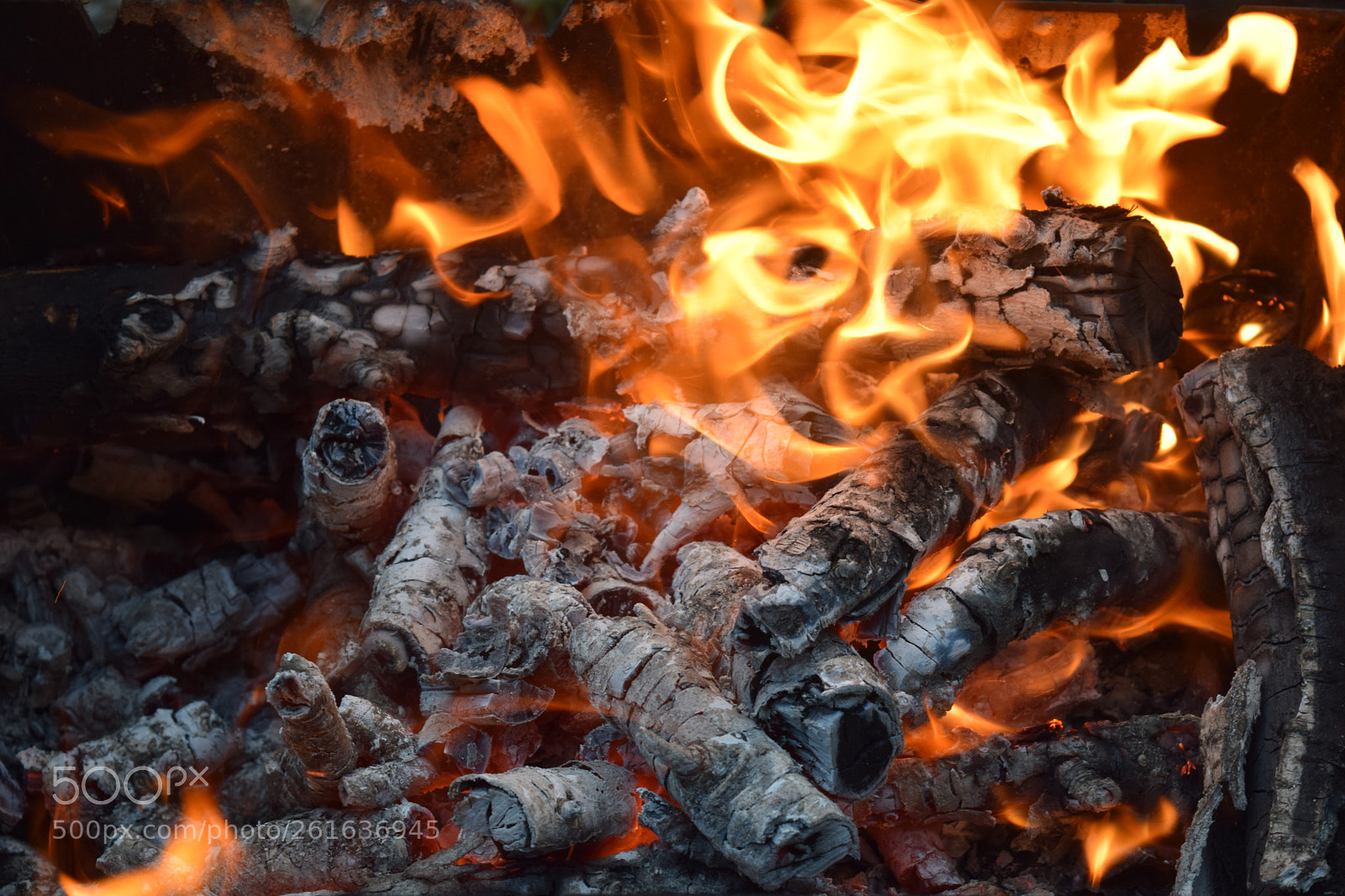 Nikon D3300 sample photo. Fire wood nature photography