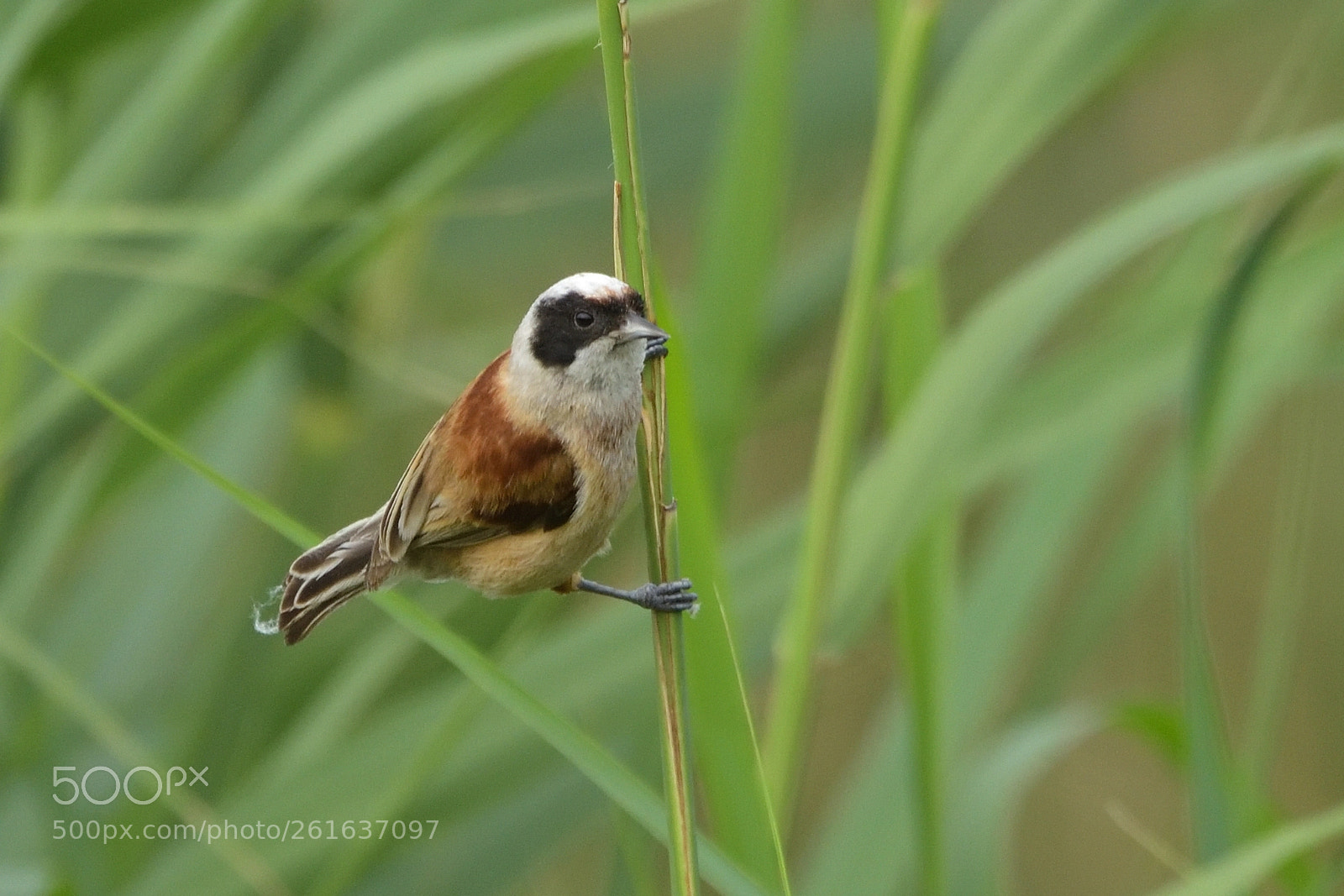 Nikon D750 sample photo. European penduline tit remiz photography