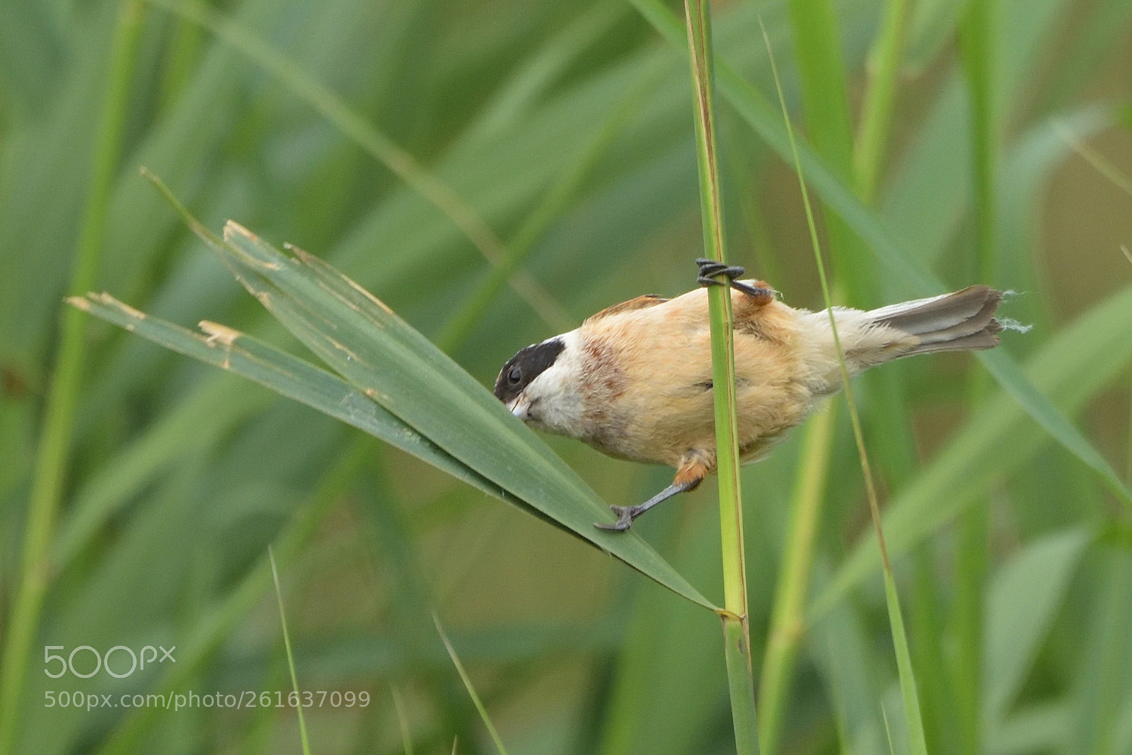 Nikon D750 sample photo. European penduline tit remiz photography