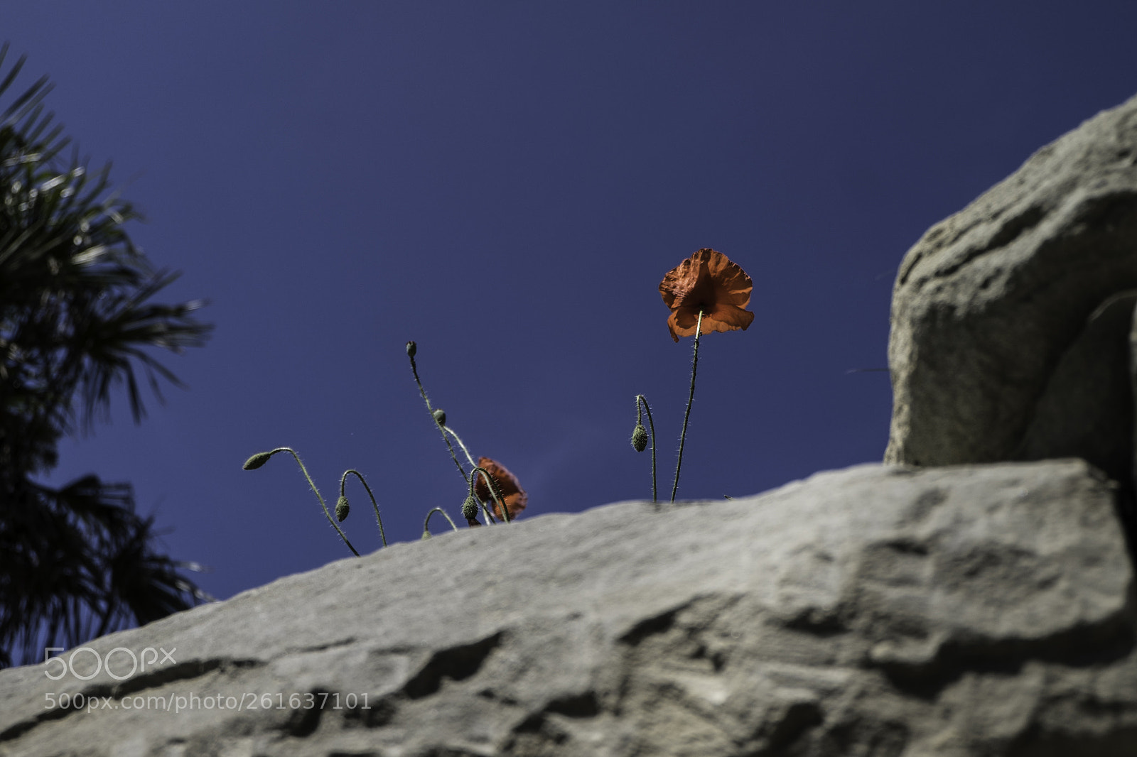Fujifilm X-T1 sample photo. Felsenmohn unter palmen photography