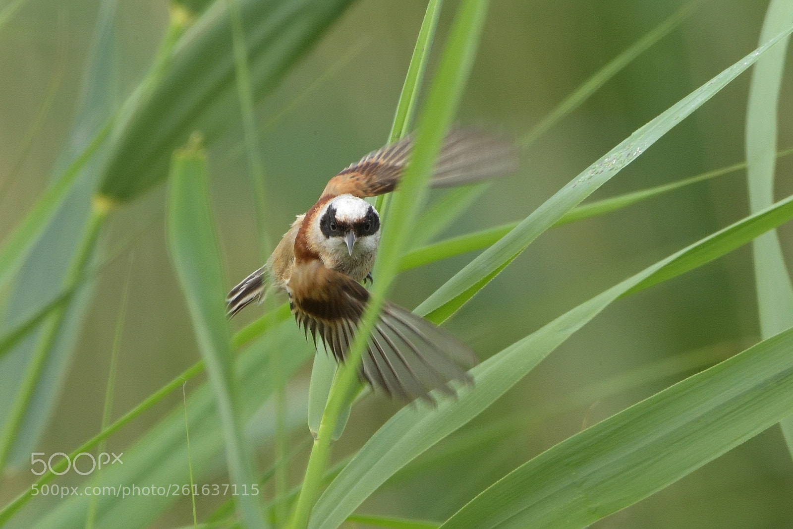 Nikon D750 sample photo. European penduline tit remiz photography