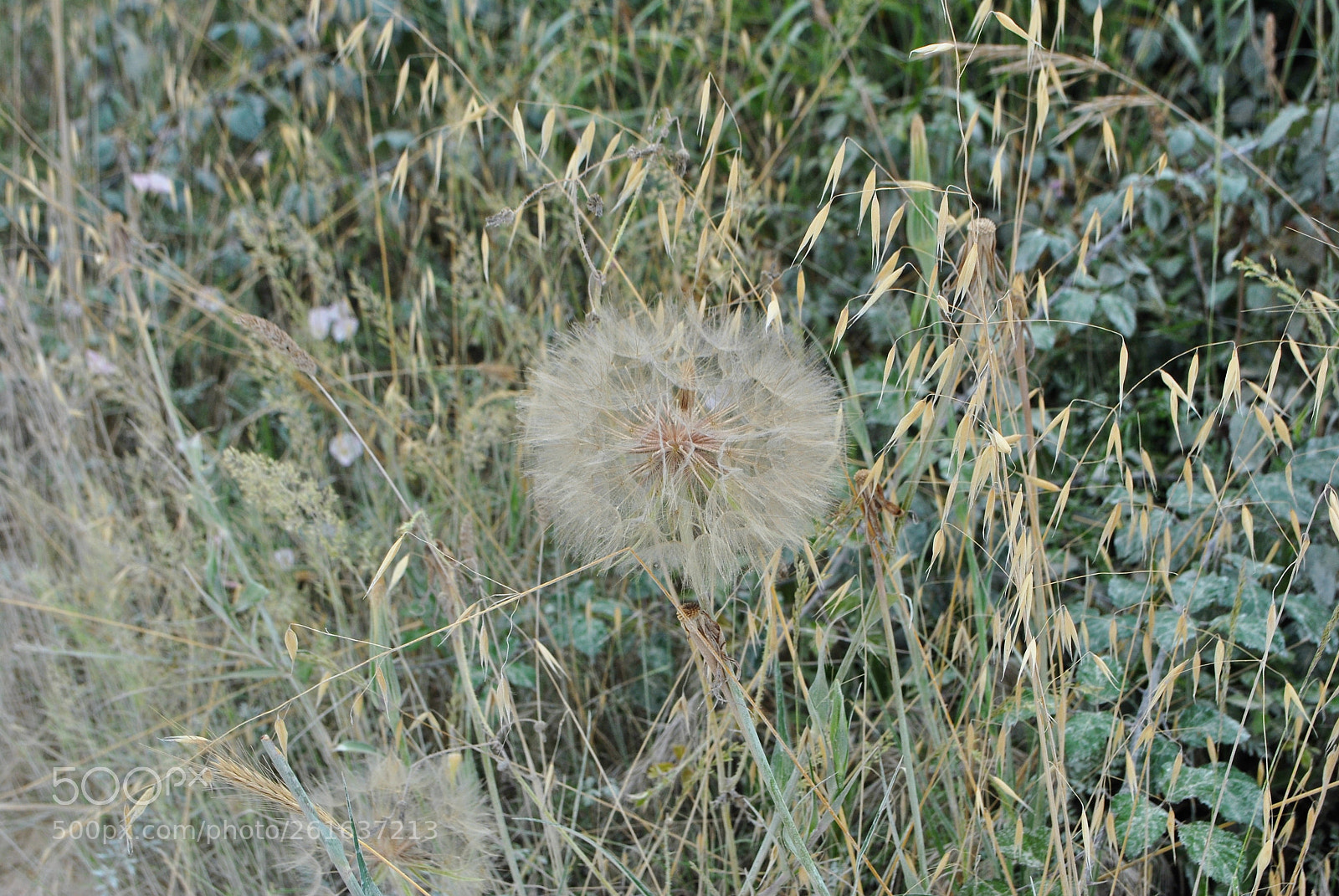 Nikon D3000 sample photo. Kroatie photography