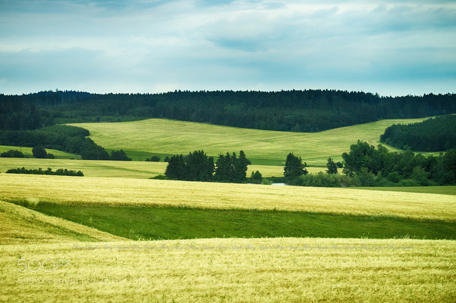 Sony a7 II sample photo. Yellow field photography