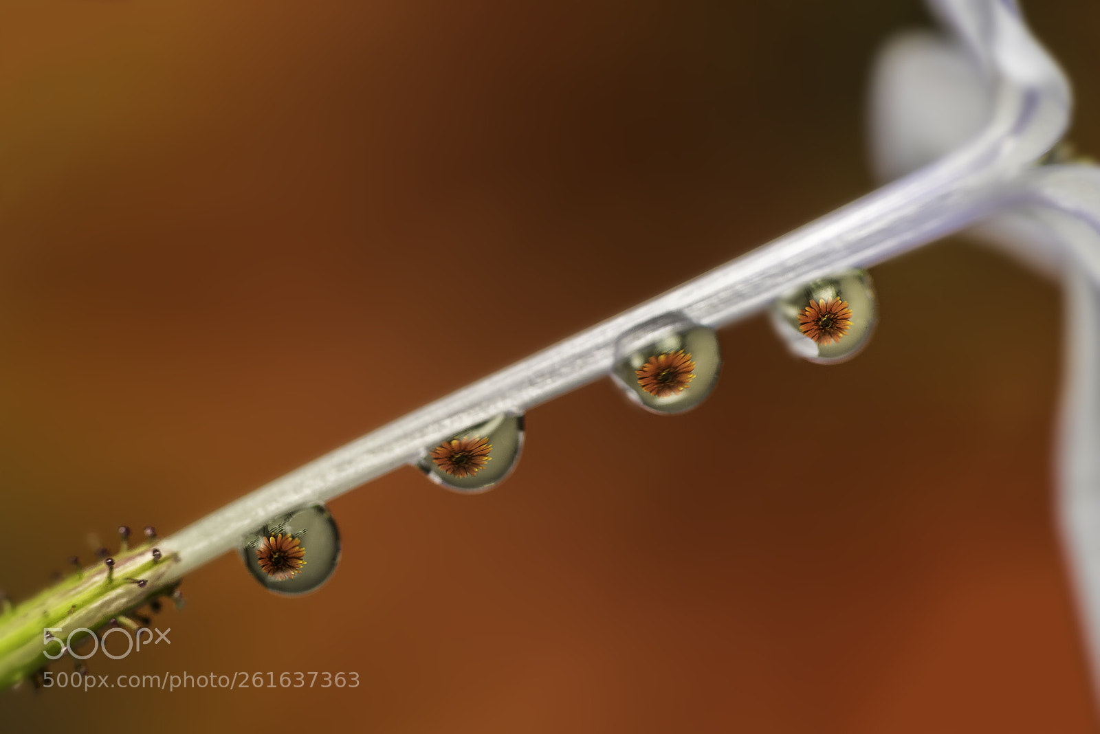 Nikon D810 sample photo. Flowers seen through water photography