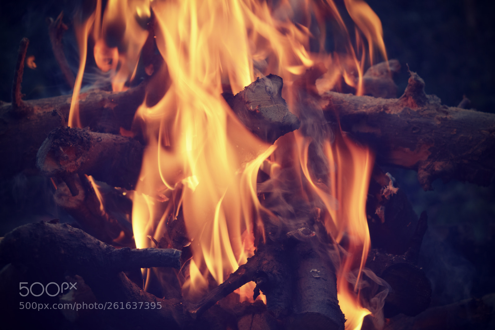 Nikon D3300 sample photo. Fire wood nature photography