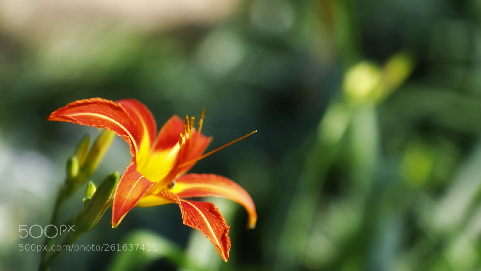 Canon EOS 5D Mark IV sample photo. Untitled photography