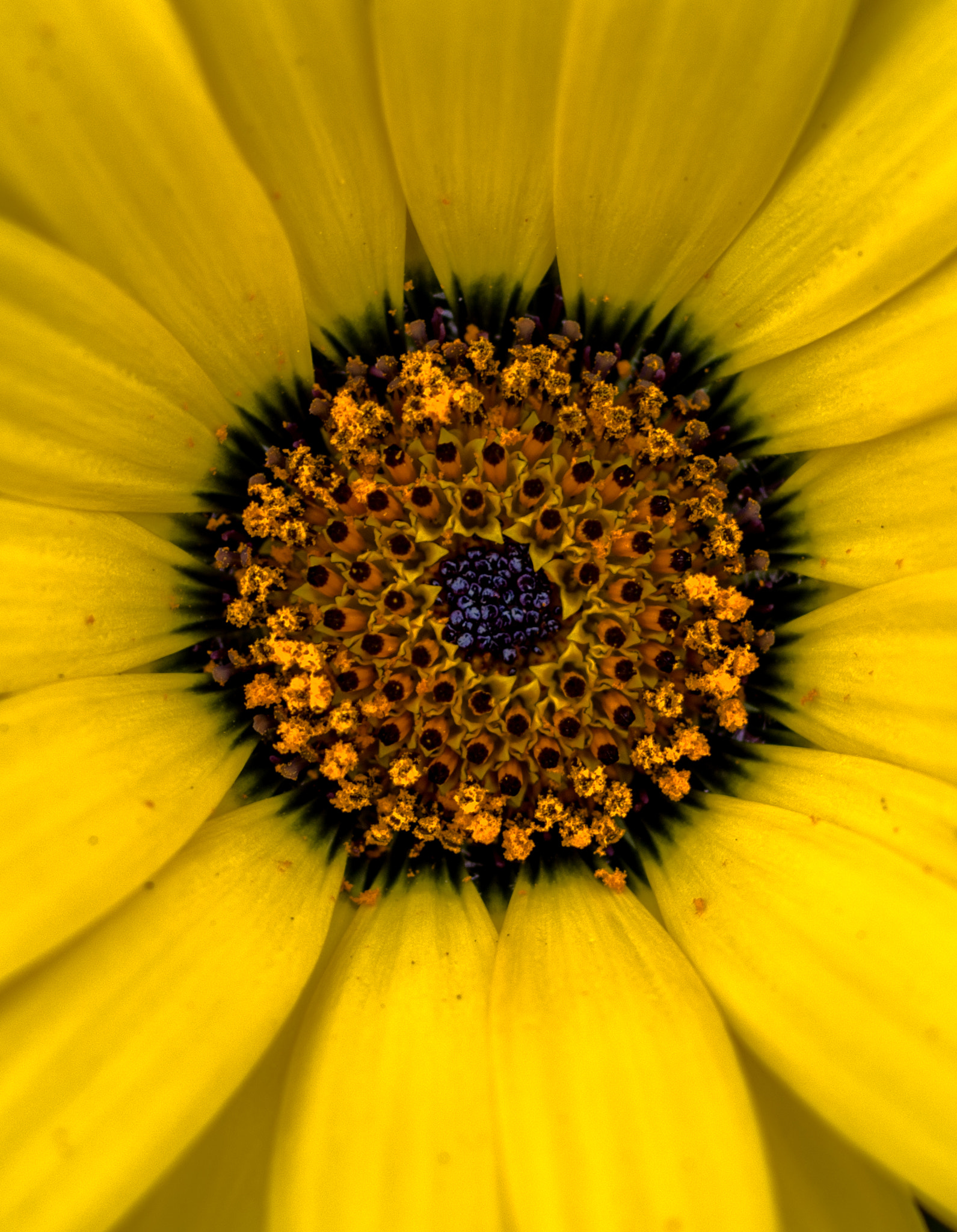 Pentax K-1 sample photo. Inside a bloom photography