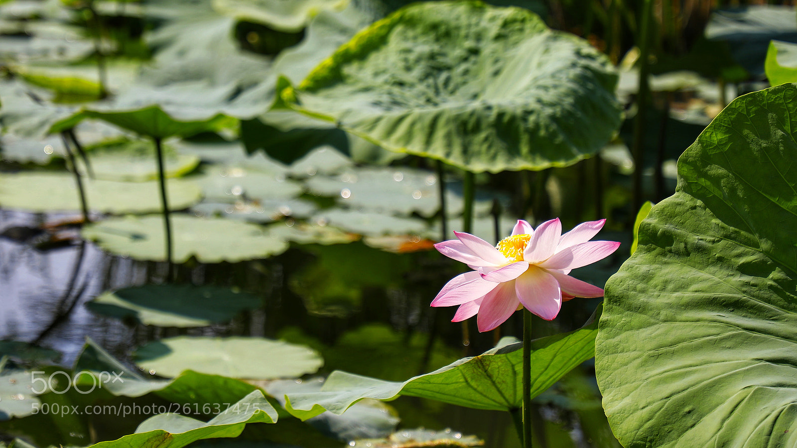 Canon EOS 5D Mark IV sample photo. Untitled photography