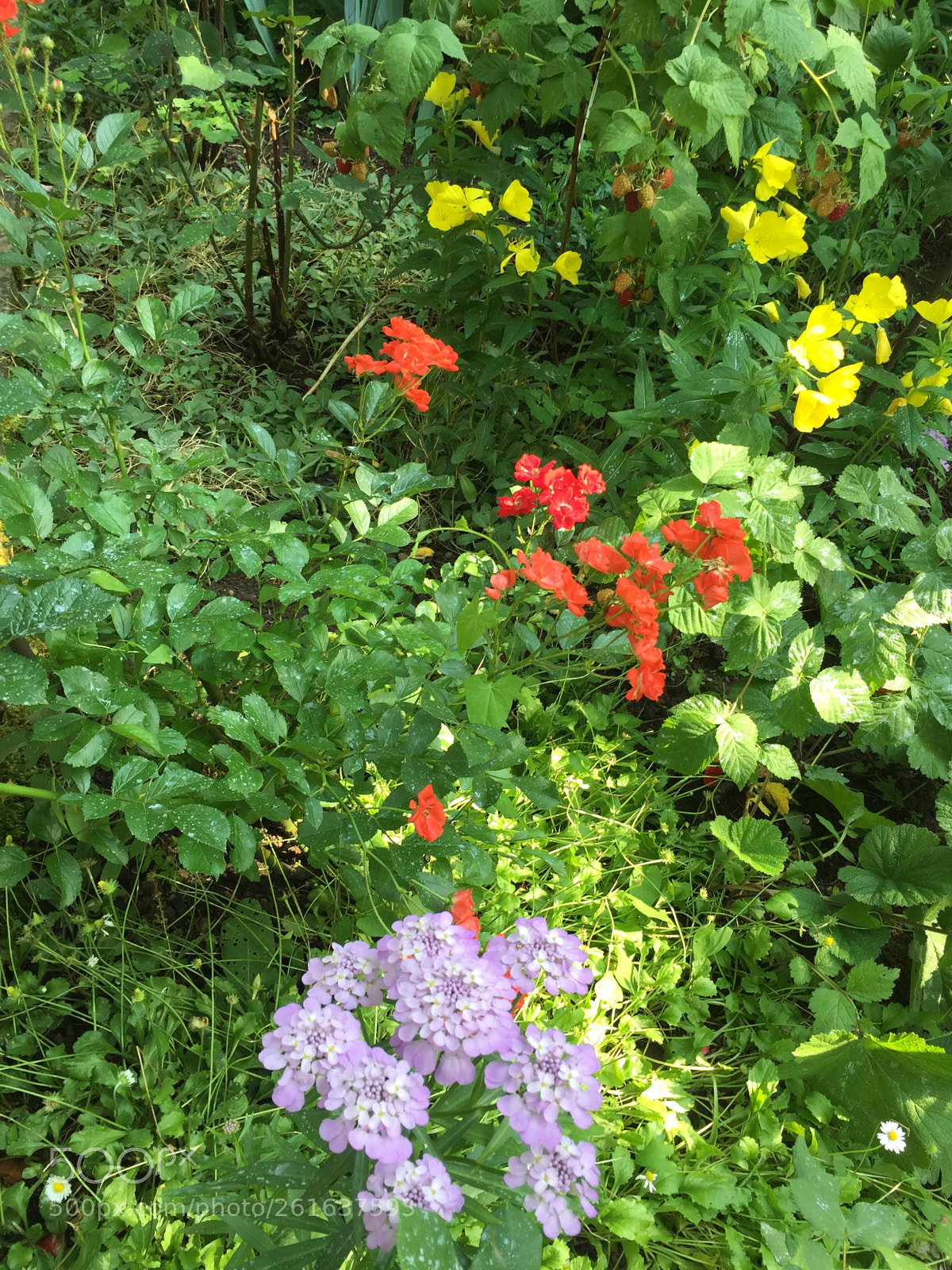 Apple iPhone 6 sample photo. Untitled photography