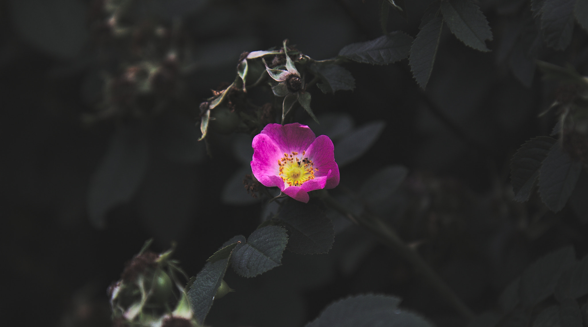 Canon EF-S 17-55mm F2.8 IS USM sample photo. A single flower photography